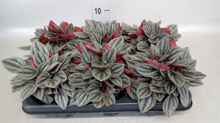 <h4>Peperomia caperata 'Santorini'</h4>