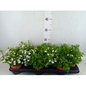 Lobelia erin.   ...mix