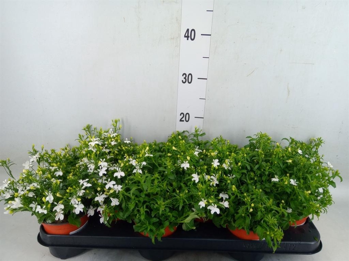 <h4>Lobelia erin.   ...mix</h4>