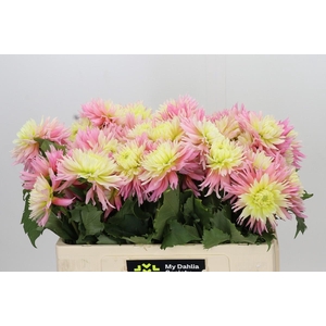 Dahlia Just Married