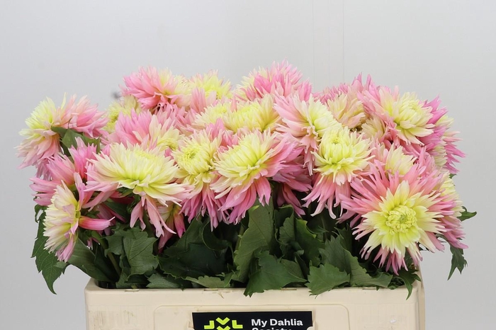 <h4>Dahlia Just Married</h4>