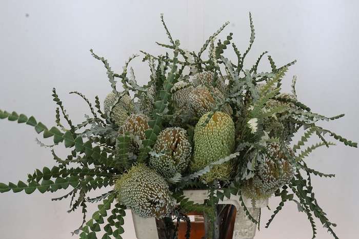 <h4>Banksia Speciosa</h4>