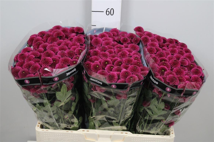 <h4>Chr S Aaa Purpetta</h4>