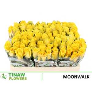 R GR MOONWALK