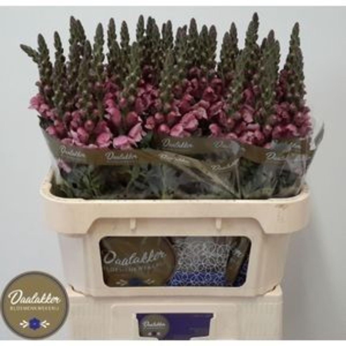<h4>Antir Potomac lavender</h4>