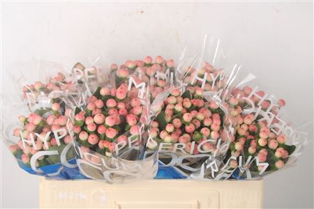 <h4>Hyp Coco Tiamo</h4>