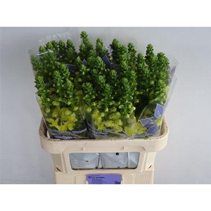 Antir Nl. Legend Yellow