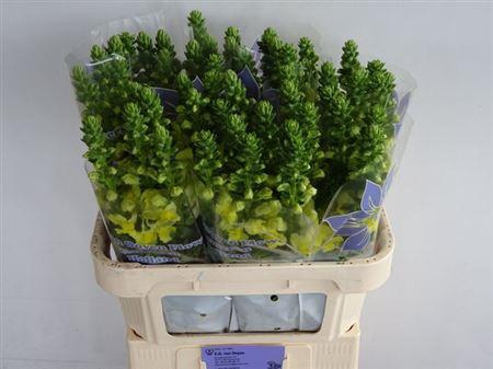 <h4>Antir Nl. Legend Yellow</h4>