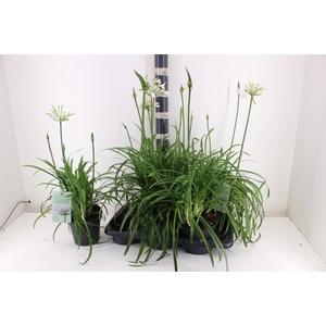 AGAPA SUMMER LOVE WH