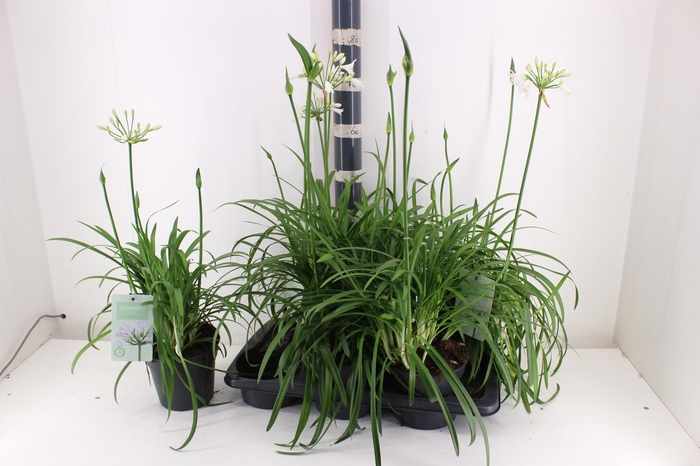 <h4>AGAPA SUMMER LOVE WH</h4>