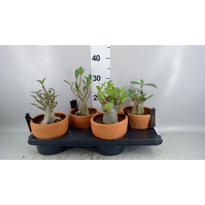 Adenium NB 'Ansu Baobab'