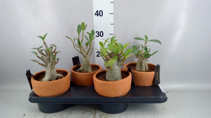 <h4>Adenium NB 'Ansu Baobab'</h4>
