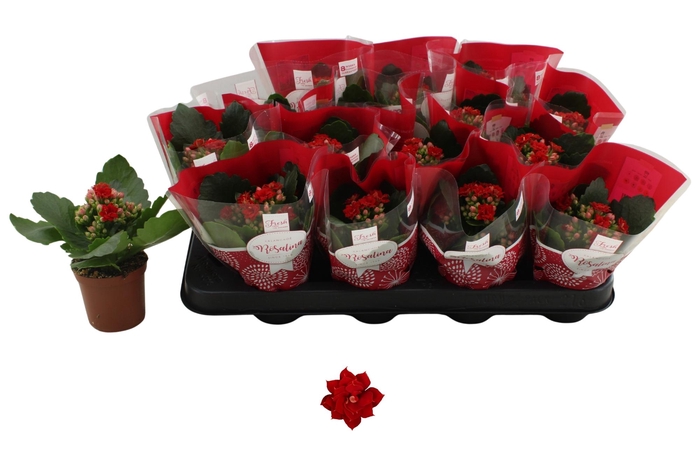 <h4>KAL GE DON JUSTINO</h4>