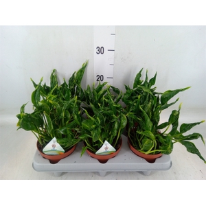 Epipremnum   ...