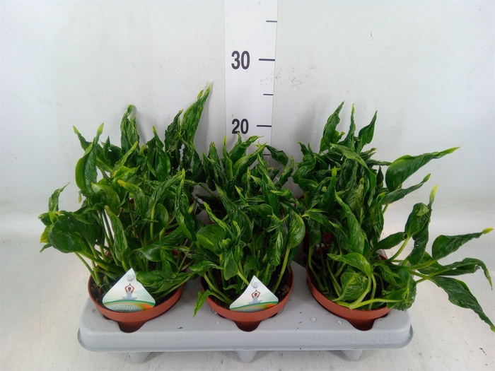 <h4>Epipremnum   ...</h4>