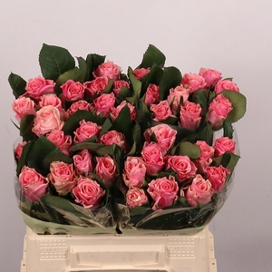 R GR LIGH P TACAZZI+