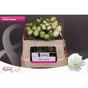Paeonia Bridal Shower