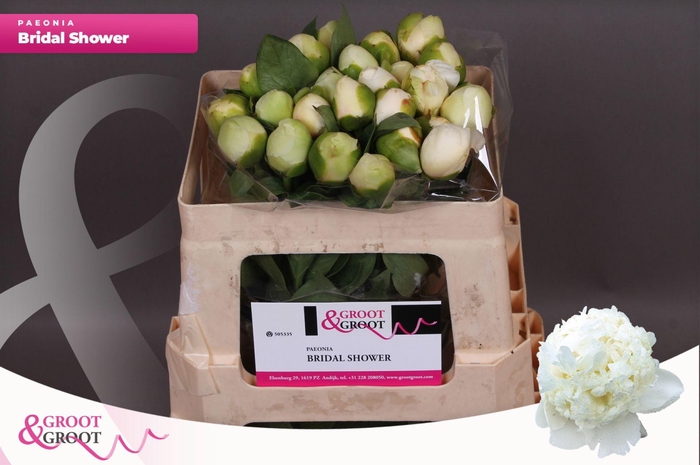 <h4>Paeonia Bridal Shower</h4>