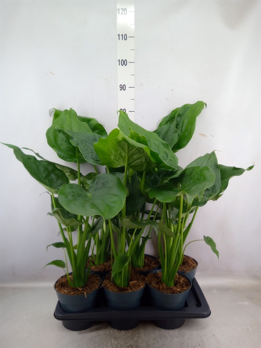 Alocasia cucullata