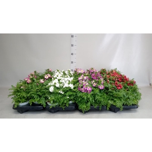 Schizanthus  'Atlantis'  .cultivars