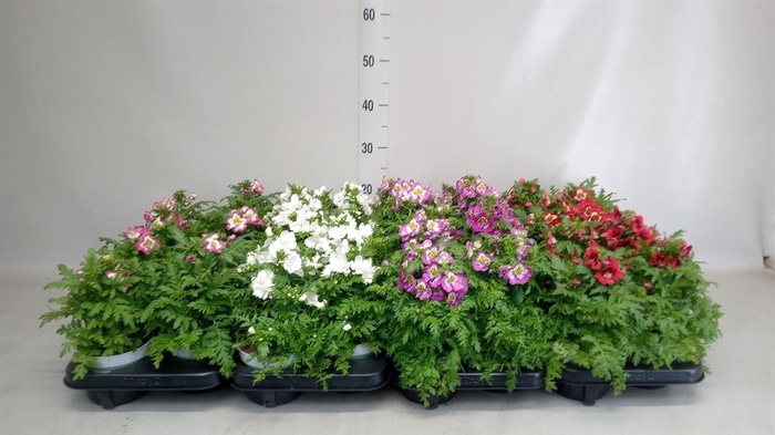 <h4>Schizanthus  'Atlantis'  .cultivars</h4>