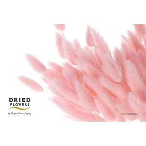 Dried Bleached Lagurus Baby Pink 100gr