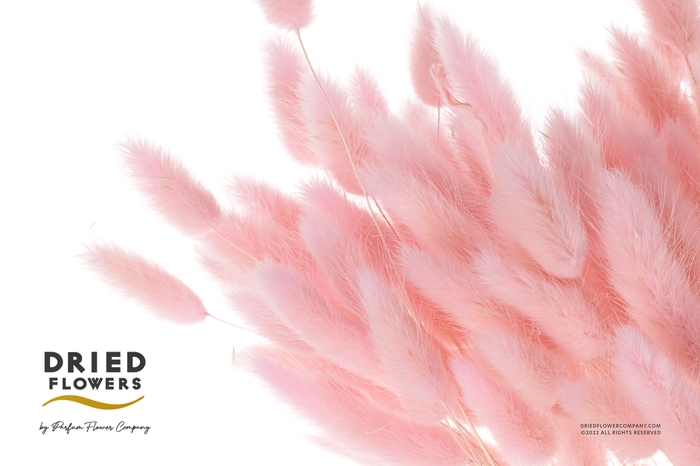 <h4>Dried Bleached Lagurus Baby Pink 100gr</h4>