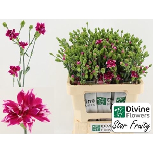 Dianthus  'Star Fruity Tessino'