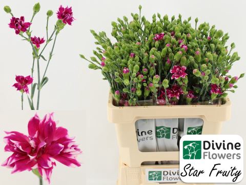 <h4>Dianthus  'Star Fruity Tessino'</h4>