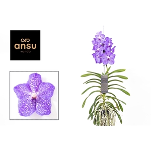 Vanda Light Blue