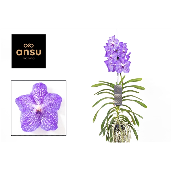 <h4>Vanda Light Blue</h4>