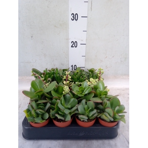 Crassula   ...mix