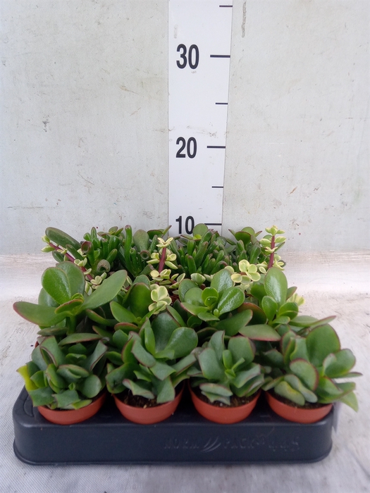 <h4>Crassula   ...mix</h4>