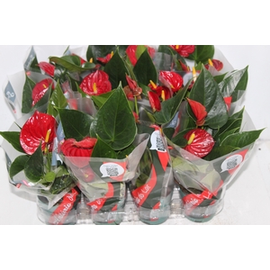 ANTHURIUM RED SUCCESS P09