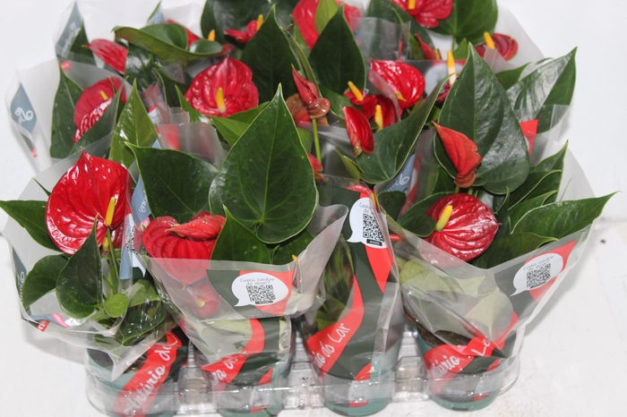 <h4>ANTHURIUM RED SUCCESS P09</h4>