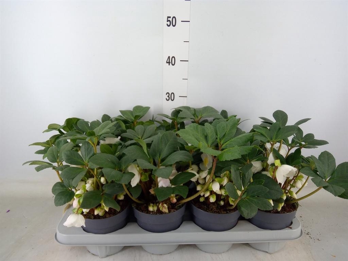 <h4>Helleborus niger</h4>