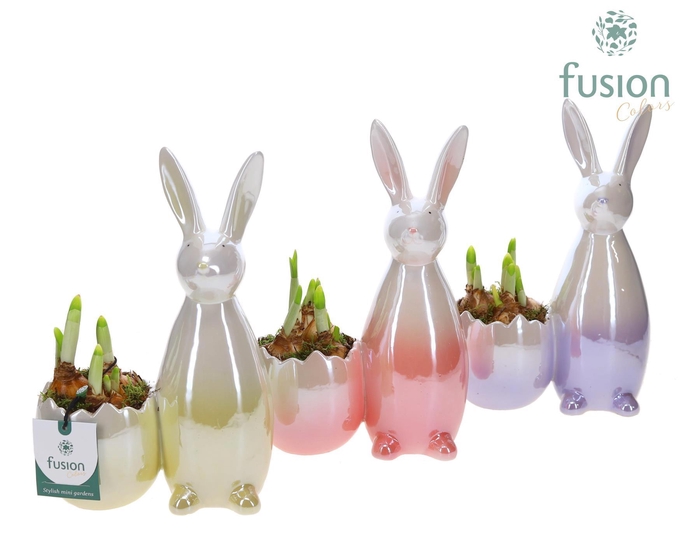 <h4>Pot keramiek Haas Pasen 3 kleuren Small met Narcis</h4>