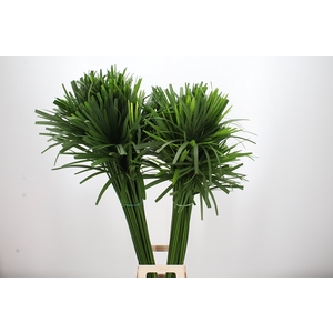 Cyperus Papyrus Balle Au Shot