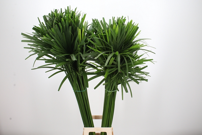 <h4>Cyperus Papyrus Balle Au Shot</h4>