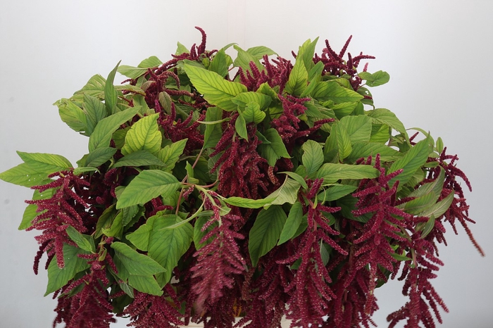 <h4>Amaranthus Caudatus Rosary</h4>