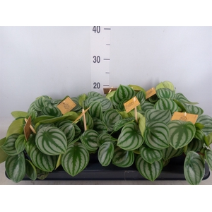 Peperomia argyreia