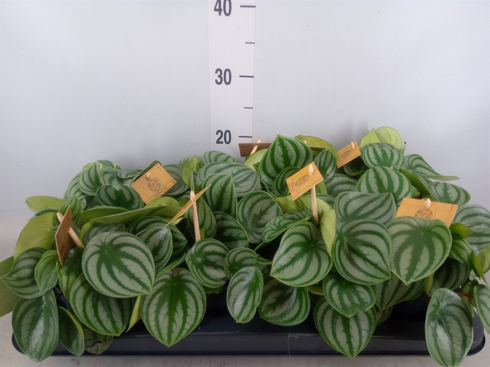 <h4>Peperomia argyreia</h4>