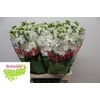 Matth Iron White