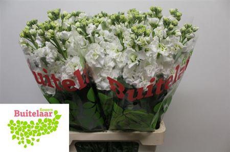 Matth Iron White