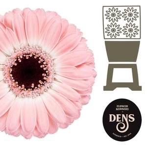 Germini Dixon Diamond