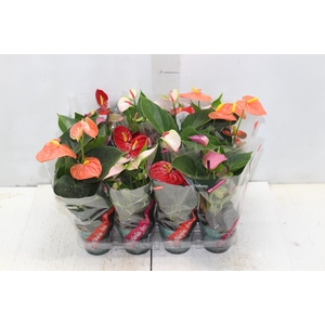ANTHURIUM VARIADO P09