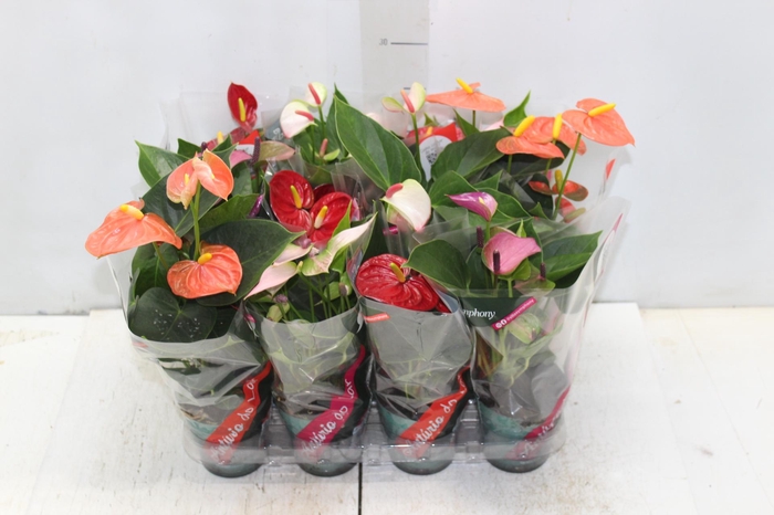 <h4>ANTHURIUM VARIADO P09</h4>
