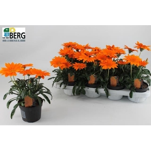GAZ R GI DEEP ORANGE