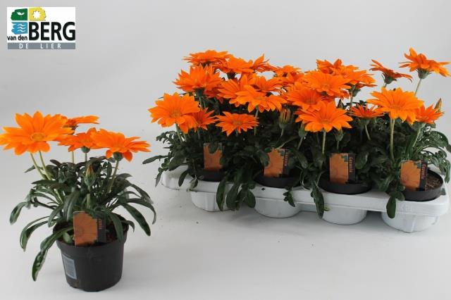 GAZ R GI DEEP ORANGE