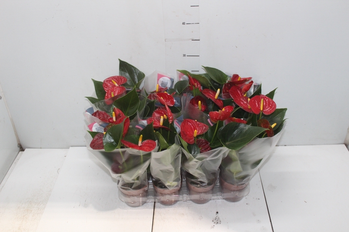 <h4>ANTHURIUM RED SUCCESS P09</h4>